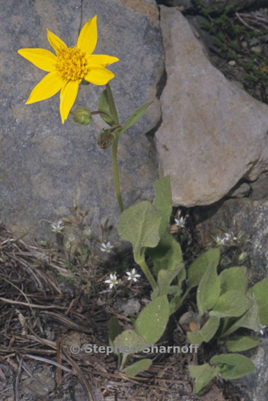 arnica nevadensis graphic